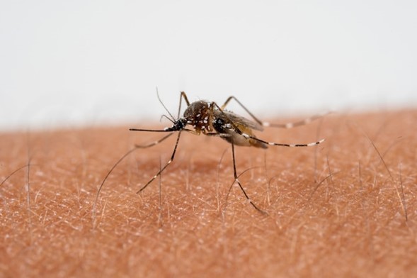 Dengue Fever - viral infection - comprehensive medical care to protect children