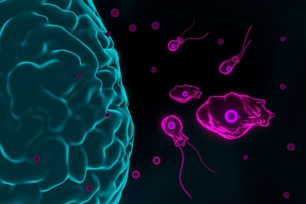 brain-eating amoeba - Infectious diseases